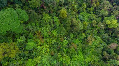 Tropikal ormanın hava manzarası - ormandaki güzel sakin manzara - yukarıdan ağaç manzarası - sağlıklı çevre ve yağmur ormanları ekosistem kavramı
