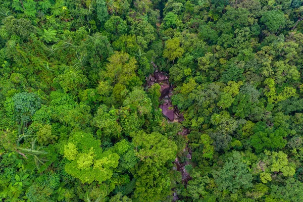 Aerial top view of tropical forest - beautiful tranquil scenery in jungle -  tree view from above - healthy environment and Rainforest ecosystem concept