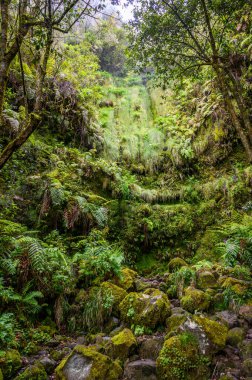 Levada do Caldeiro - hiking path in the forest in Levada do Caldeirao Verde Trail - tropical scenery on Madeira island, Portugal
