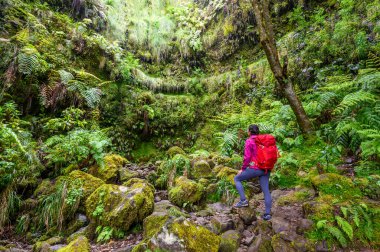 Levada do Caldeiro - hiking path in the forest in Levada do Caldeirao Verde Trail - tropical scenery on Madeira island, Portugal