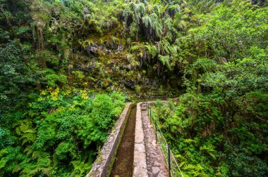 Levada do Caldeiro - hiking path in the forest in Levada do Caldeirao Verde Trail - tropical scenery on Madeira island, Portugal