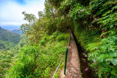 Levada do Caldeiro - hiking path in the forest in Levada do Caldeirao Verde Trail - tropical scenery on Madeira island, Portugal