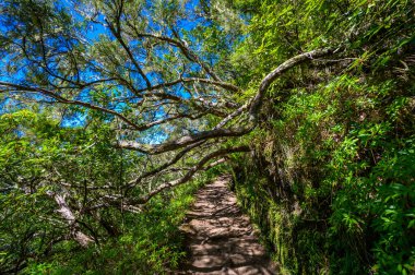 Levada do Caldeiro - hiking path in the forest in Levada do Caldeirao Verde Trail - tropical scenery on Madeira island, Portugal