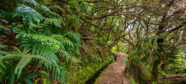 Levada do Caldeiro - hiking path in the forest in Levada do Caldeirao Verde Trail - tropical scenery on Madeira island, Portugal