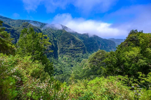 Levada Caldeiro Hiking Path Forest Levada Caldeirao Verde Trail Tropical — 스톡 사진