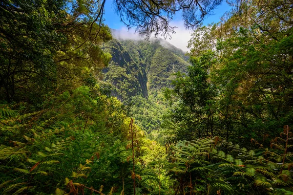 Levada Caldeiro Hiking Path Forest Levada Caldeirao Verde Trail Tropical — Stock Fotó