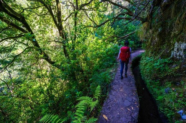 Levada Caldeiro Hiking Path Forest Levada Caldeirao Verde Trail Tropical — Zdjęcie stockowe