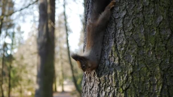 Ardilla Sienta Árbol Bosque Otoño Come Una Nuez — Vídeos de Stock