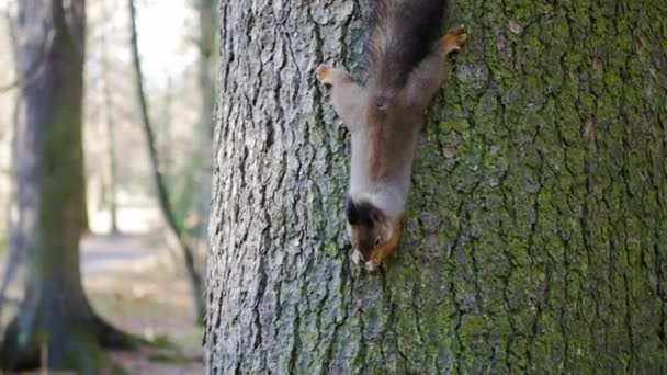 Squirrel Sits Tree Eats Nut Autumn Forest — Stock Video