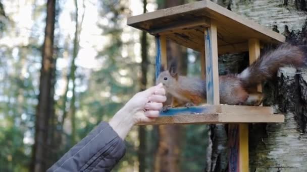 Honhanden Sätter Mat För Ekorrar Mataren Skogen — Stockvideo