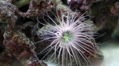 Güzel deniz şakayıkları su altında yavaşça hareket eder. 4K