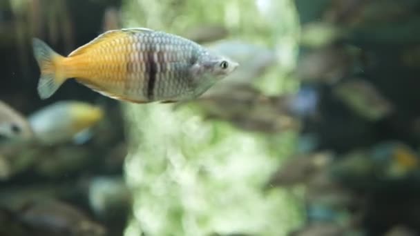 Schöne Fische Schwimmen Aquarium — Stockvideo