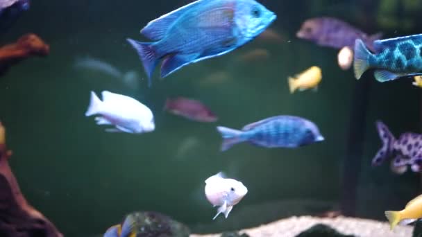 美丽多彩的鱼在一个4K大水族馆里游来游去 — 图库视频影像