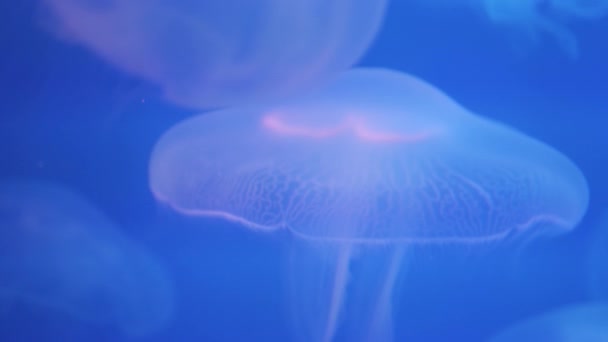 青い水の中でゆっくり泳ぐ美しいクラゲ — ストック動画