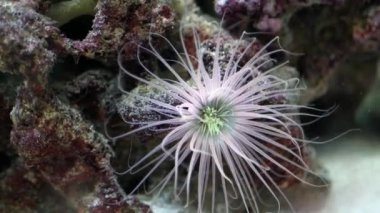 Güzel deniz şakayıkları yavaşça suyun altında hareket eder.