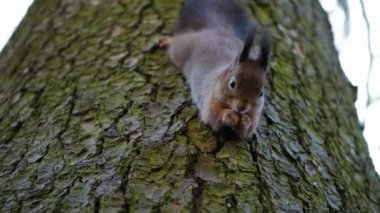 Orman sincabı ağaçta fındık yiyor.