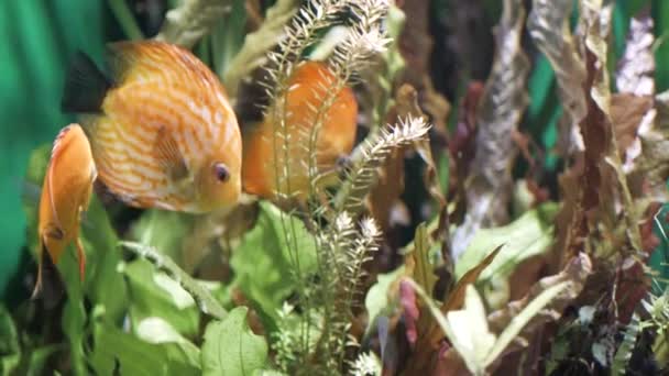 五彩斑斓的鱼在一个大水族馆里游泳 — 图库视频影像