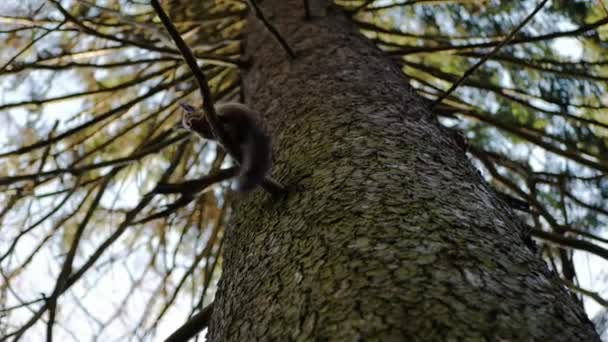 リスは秋の森の木に座ってナッツを食べる — ストック動画
