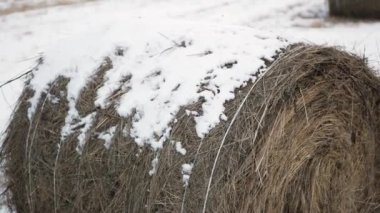 Karla kaplı saman yığını, kış, yakın çekim 4K
