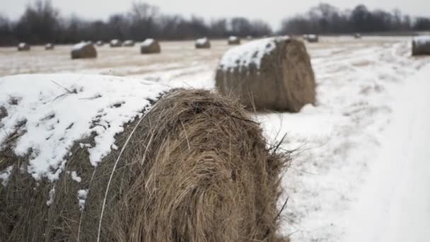 Haystacks Wide Field Covered Snow Winter People — Stock Video