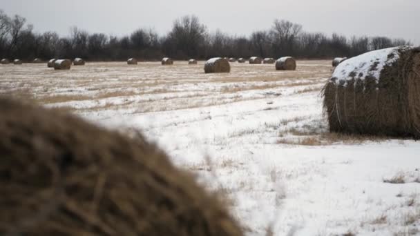 Campo Agrícola Com Palheiro Inverno Sem Pessoas — Vídeo de Stock