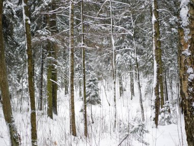 Kış ormanı, çıplak ağaçlar karla kaplı, insan yok.