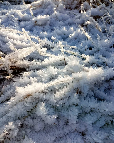 Eiszweige Eisbedeckte Pflanzen Eisdornen Nahaufnahme — Stockfoto