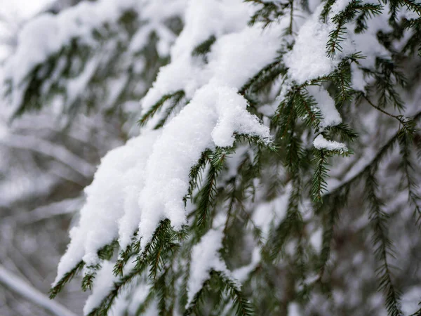 Grangrenar Täckta Med Snö Närbild — Stockfoto