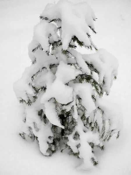 Kışın karda küçük bir Noel ağacı.