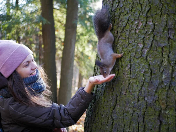 Kız ellerinden vahşi bir sincabı besliyor, park, orman, gün