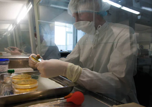 Doktor mikroorganizmalarla Laminar, mikrobiyoloji laboratuvarında çalışıyor. Koruyucu giysili bir adam ve Petri kapları.