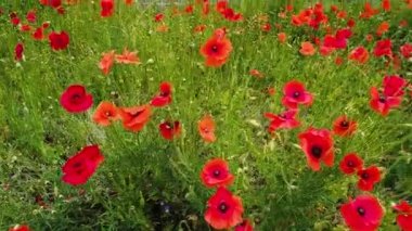 Kırmızı haşhaş tarlası, çiçek açan haşhaş meyvesi, güneşli gün, genel plan