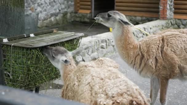 Lamalar Çimen Yiyor Hayvanat Bahçesinde Iki Lama Gün Içinde — Stok video