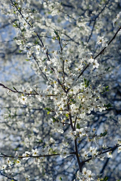 Våren i garten — Stockfoto