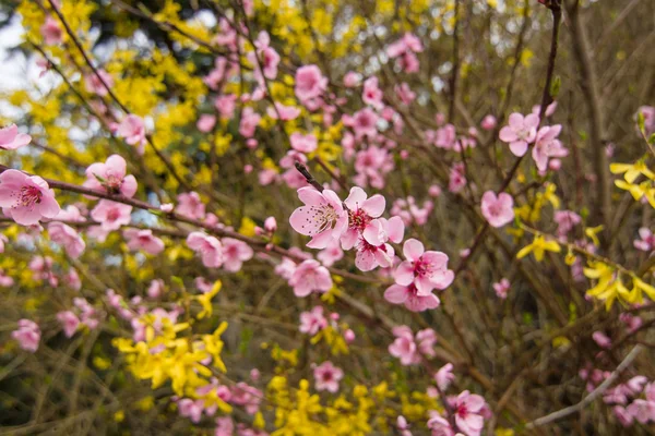 Frühling im Garten — Stockfoto