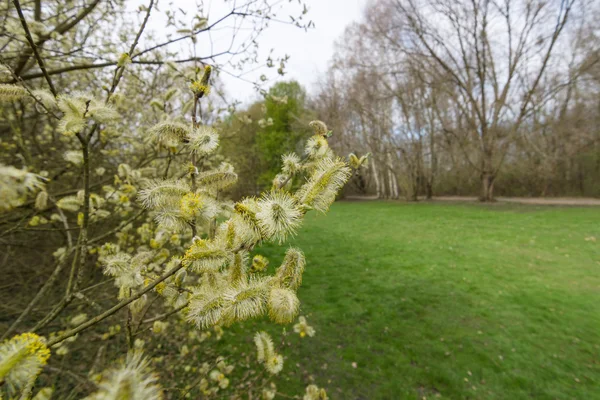 Salcie înflorire în parcul orașului . — Fotografie, imagine de stoc