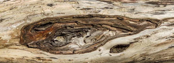 Un frammento di un vecchio tronco d'albero in primo piano. Contesto . — Foto Stock