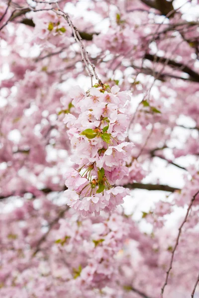 Frühling im Garten — Stockfoto