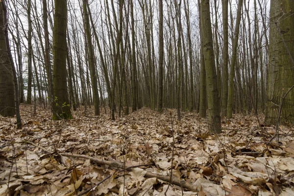 Forêt printanière et feuilles tombées de l'année dernière . — Photo