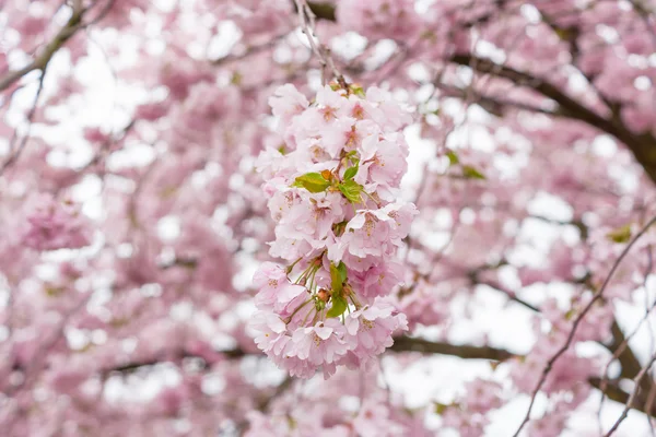 Frühling im Garten — Stockfoto