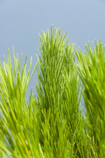 Pine branch against the blue sky. — Stock Photo, Image