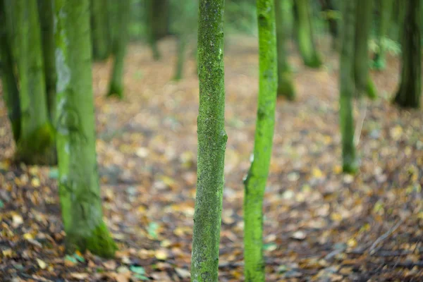 Őszi erdő. fák törzsét. absztrakt háttér. összpontosít: az előtérben. örvénylő bokeh. — Stock Fotó