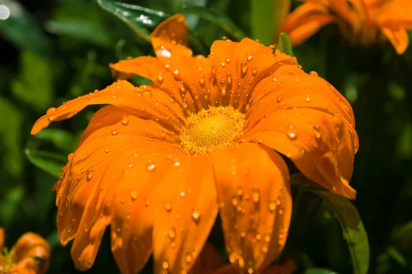 Bloem Gazania rigens close-up na een regen. — Stockfoto