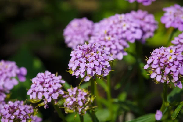 Iberis flower after rain. — Stock Photo, Image