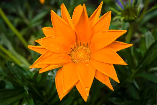 Flor Gazania rigens de cerca después de una lluvia . — Foto de Stock