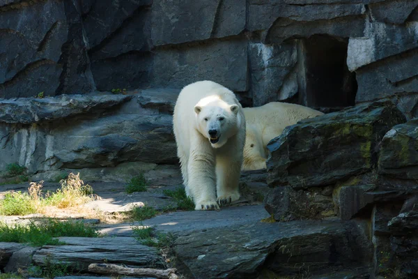 Orso polare (ursus maritimus) — Foto Stock