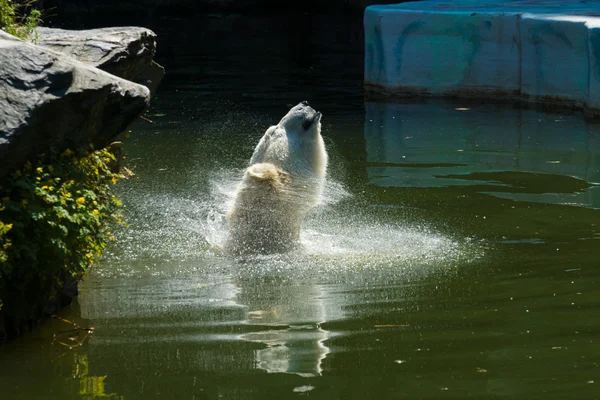 Ours blanc (Ursus maritimus) dans l'eau — Photo