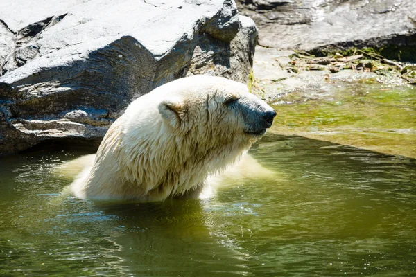 Ijsbeer (Ursus maritimus) in het water — Stockfoto