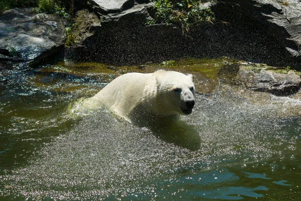 Lední medvěd (Ursus maritimus) ve vodě — Stock fotografie