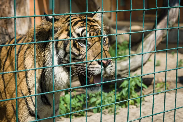 Tigre em uma jaula . — Fotografia de Stock